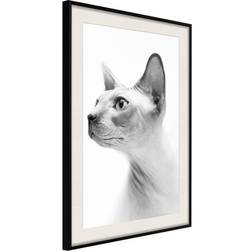 Arkiio Affisch Hairless Cat [Poster] 20x30 Poster